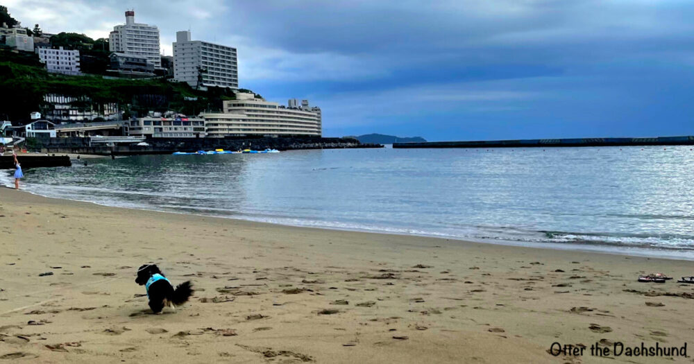 Blog Header image_犬と旅行_犬連れ旅行_hizuoka_atami_熱海サンビーチ_202208_オッター_海岸線_風景